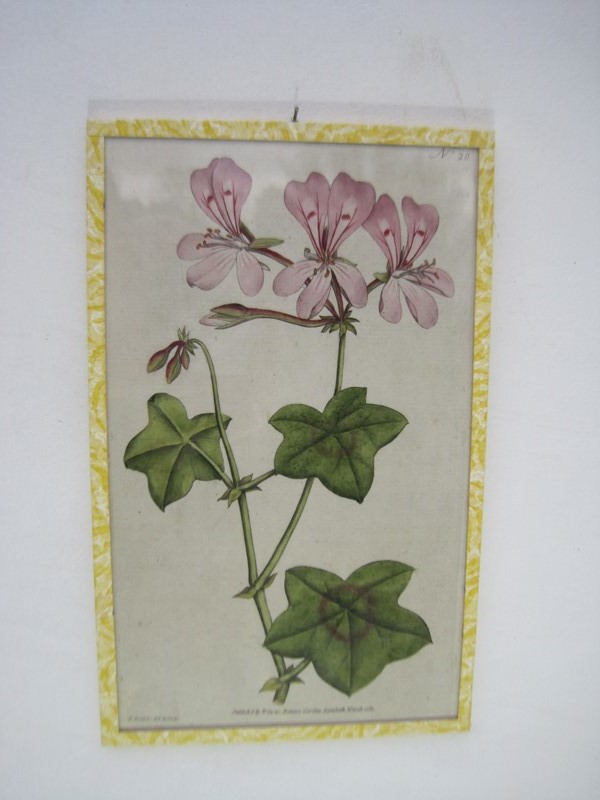 12  Hand coloured 18ct Flower prints-inglis-hall-antiques-img-1189-main-637425157617802548.JPG
