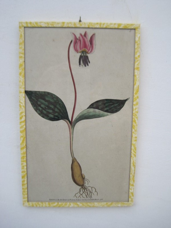 12   18ct  Hand coloured Flower prints-inglis-hall-antiques-img-1258-main-637425189548920904.JPG