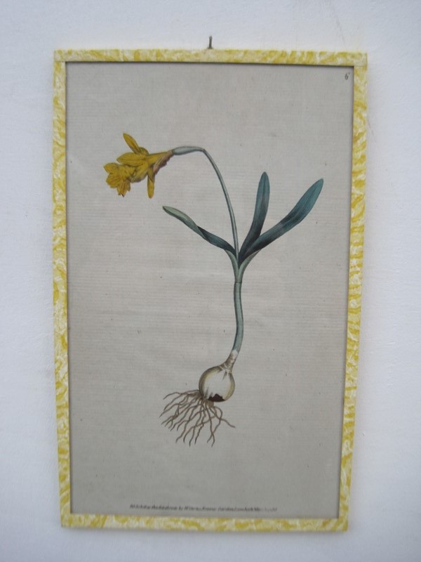 12   18ct  Hand coloured Flower prints-inglis-hall-antiques-img-1259-main-637425189563608363.JPG