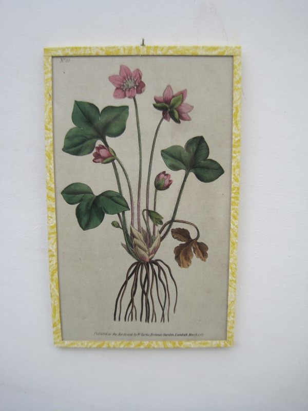 12   18ct  Hand coloured Flower prints-inglis-hall-antiques-img-1260-main-637425189578764526.JPG