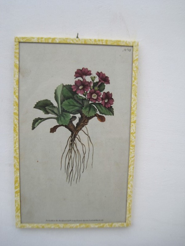 12   18ct  Hand coloured Flower prints-inglis-hall-antiques-img-1264-main-637425189289078081.JPG