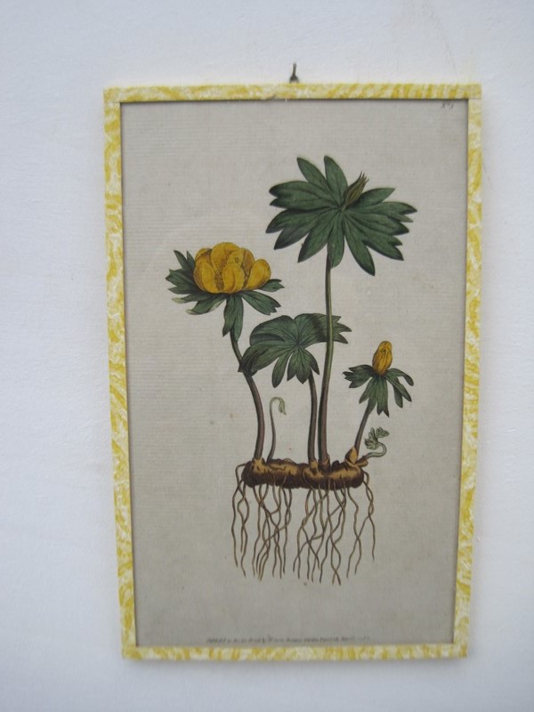 12   18ct  Hand coloured Flower prints-inglis-hall-antiques-img-1266-main-637425189303453025.JPG