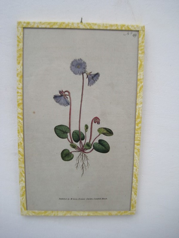 12   18ct  Hand coloured Flower prints-inglis-hall-antiques-img-1267-main-637425189318765443.JPG