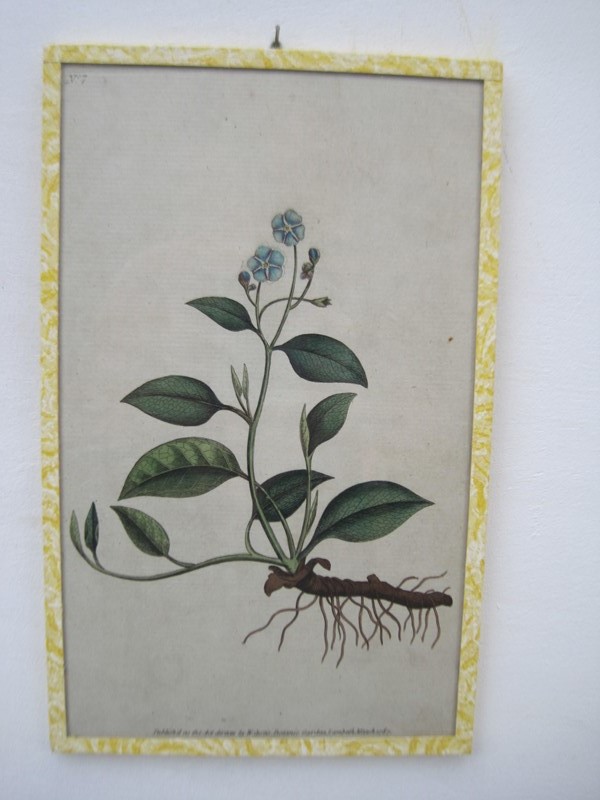 12   18ct  Hand coloured Flower prints-inglis-hall-antiques-img-1268-main-637425189335171619.JPG