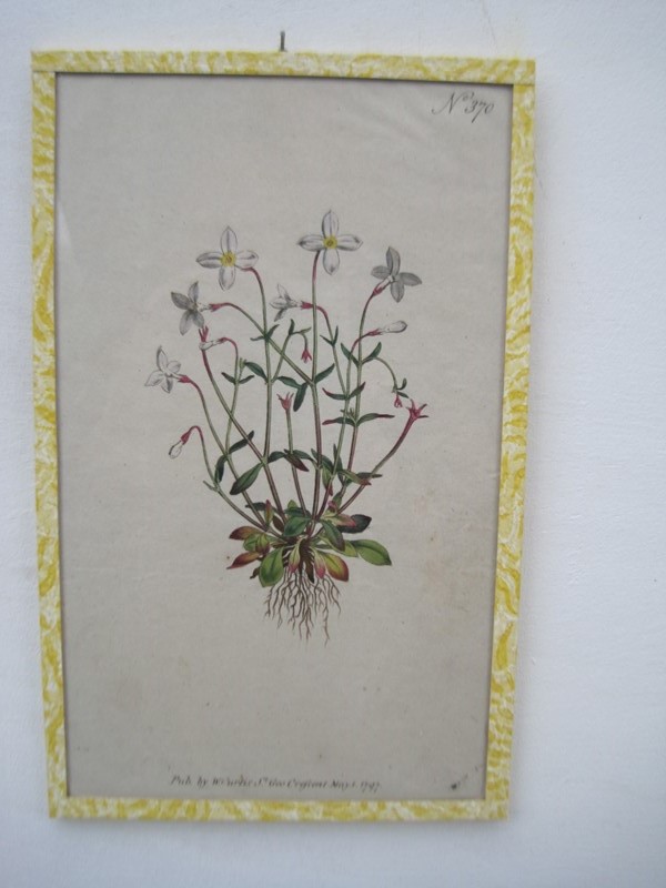 12   18ct  Hand coloured Flower prints-inglis-hall-antiques-img-1269-main-637425189352984075.JPG