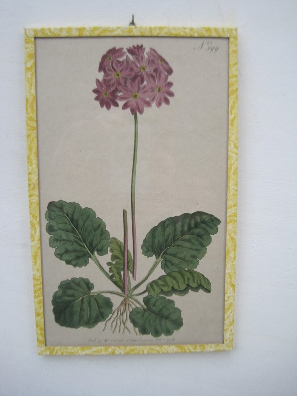 12   18ct  Hand coloured Flower prints-inglis-hall-antiques-img-1270-main-637425189370640219.JPG
