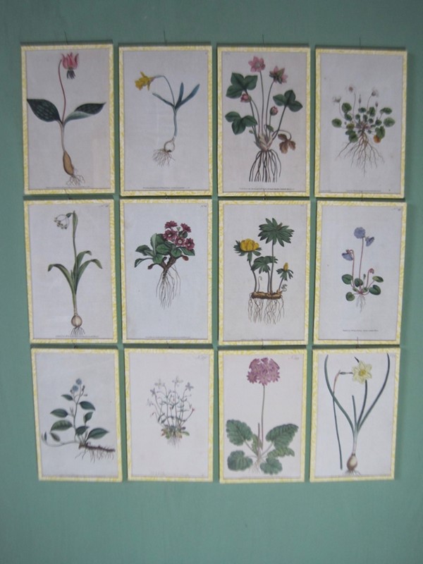 12   18ct  Hand coloured Flower prints-inglis-hall-antiques-inglis-hall-antiques-img-1206-main-637425188473612874-large-main-637460412139017554.JPG