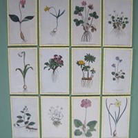 12   18ct  Hand coloured Flower prints