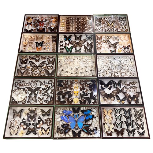 Antique Butterfly Collection Boxes From A Famous Parisian Natural Sciences Est.