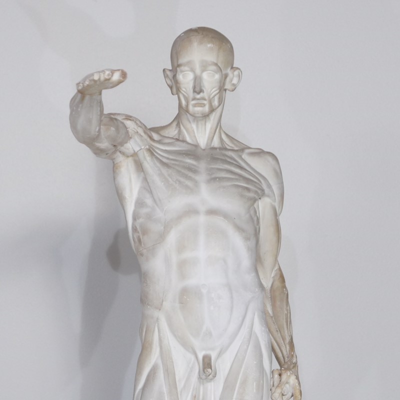 Anatomical Écorché Sculpture-joseph-berry-interiors-img-3863-main-636810126171215278.JPG