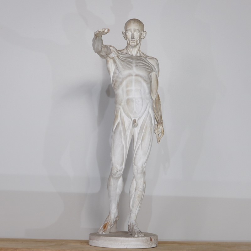 Anatomical Écorché Sculpture-joseph-berry-interiors-img-3864-main-636810126176371433.JPG