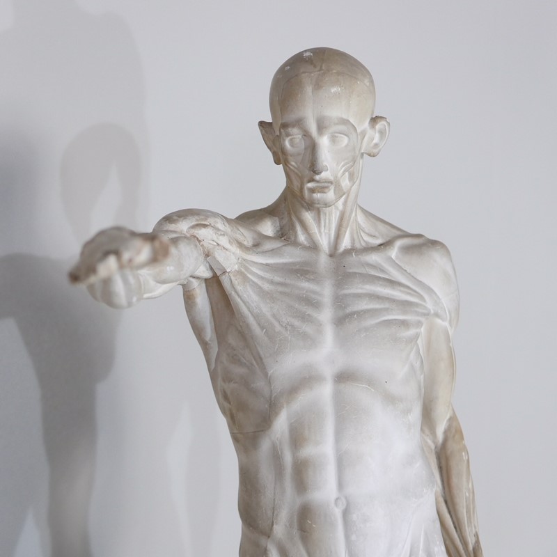 Anatomical Écorché Sculpture-joseph-berry-interiors-img-3867-main-636810126193246398.JPG