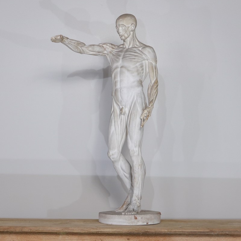 Anatomical Écorché Sculpture-joseph-berry-interiors-img-3869-main-636810126203558748.JPG