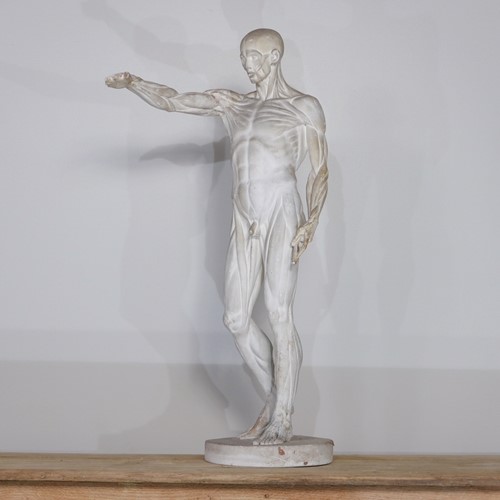 Anatomical Écorché Sculpture