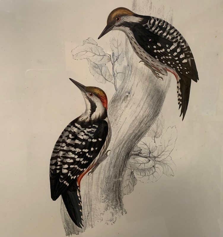 A Pair Of Framed Woodpecker Prints-kiki-design-wood-pecker-pics-11-main-637790582077631454.jpeg