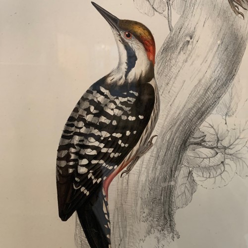 A Pair Of Framed Woodpecker Prints
