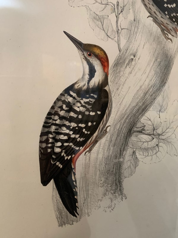 A Pair Of Framed Woodpecker Prints-kiki-design-wood-pecker-pics-14-main-637790582099505864.jpeg