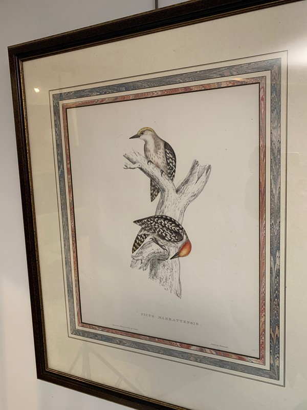 A pair of framed Woodpecker prints-kiki-design-wood-pecker-pics-3-main-637790582019036640.jpeg