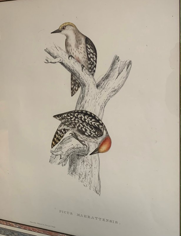 A Pair Of Framed Woodpecker Prints-kiki-design-wood-pecker-pics-4-main-637790582043724297.jpeg