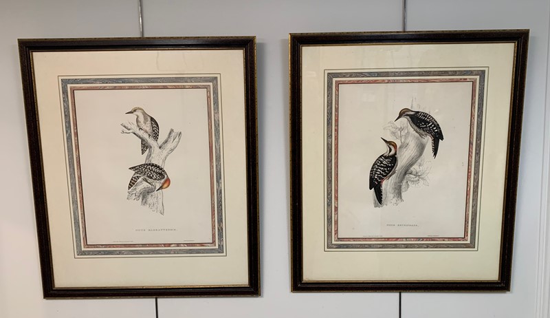 A Pair Of Framed Woodpecker Prints-kiki-design-wood-pecker-pics-main-637790582150131235.jpeg