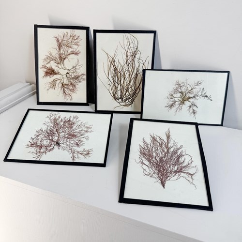 Set Of 5 Framed Seaweed Specimens