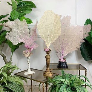 Natural Sea Fan Coral On Gilt Base