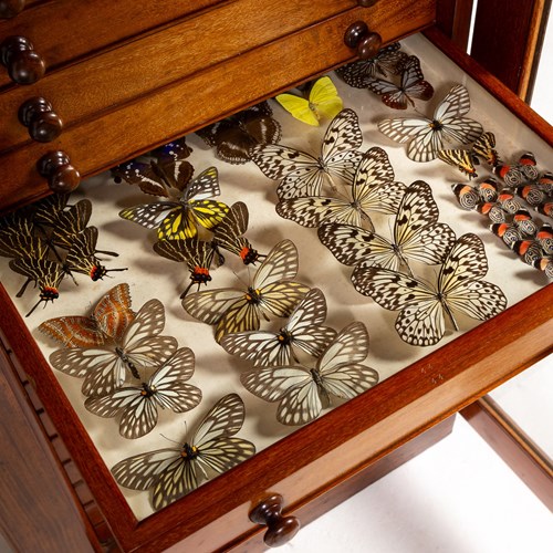 19Th Century Butterfly Collection