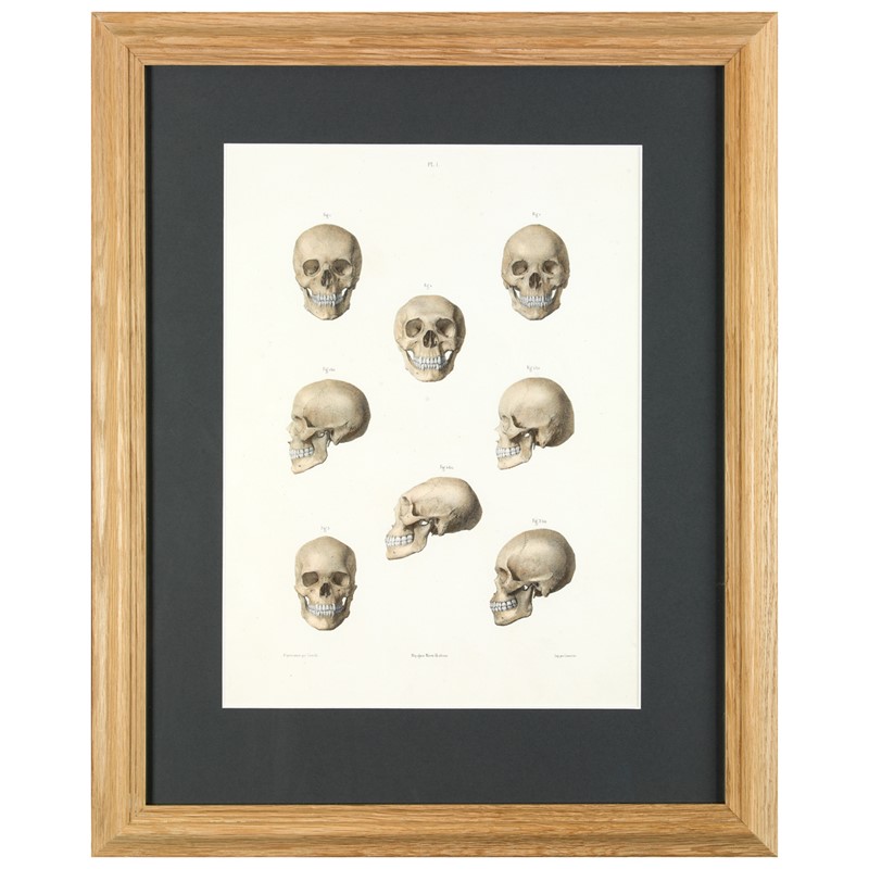 M Leveille, The human skull-leslie-baggott-b10714-1-main-637580711099604859.jpg