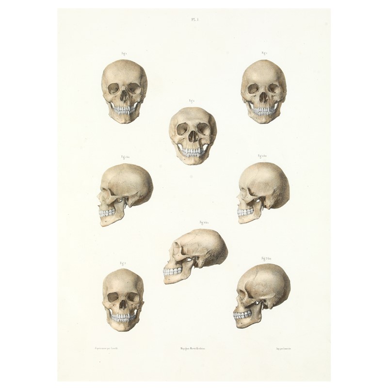 M Leveille, The human skull-leslie-baggott-b10714-2-main-637580711166165967.jpg