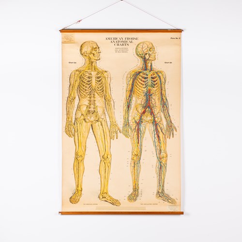 American Frohse Anatomical Charts - The Nervous + Circulatory Systems