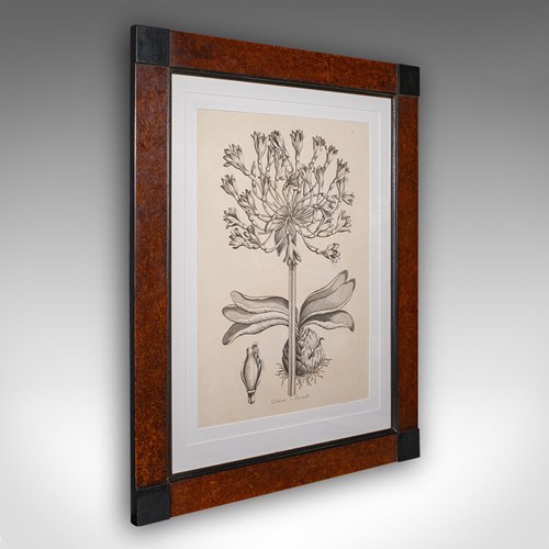 Large Vintage Framed Botanical Print, English, Art, Picture, Amaryllis Study