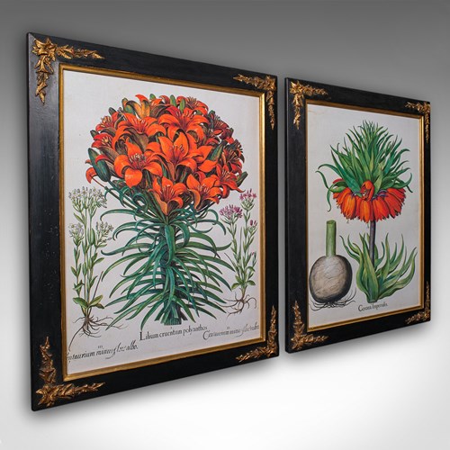 Pair Of Vintage Botanical Pictures, Framed Print, After Besler, Art, Circa 1980