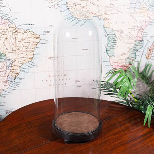 Tall Victorian Antique Specimen Showcase Dome, English, Glass, Taxidermy, 1895