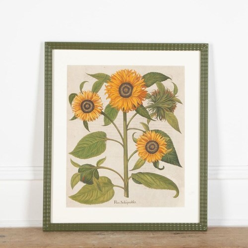 17Th Century Hand Coloured Engraving Of Sunflowers By Basilius Besler