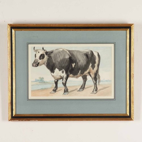 18Th Century Watercolour Painting Of A Friesian Bull By Aert Schouman