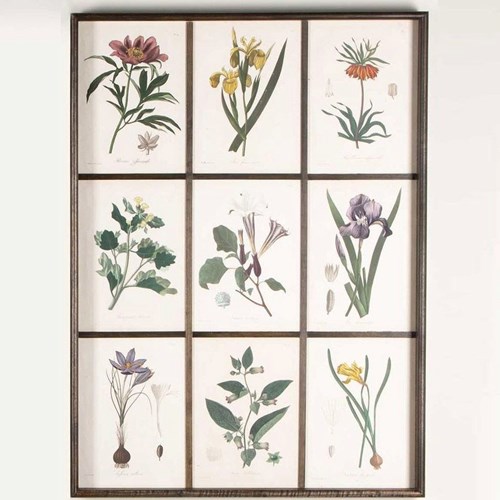 Early 19Th Century French Roques Botanical Engravings