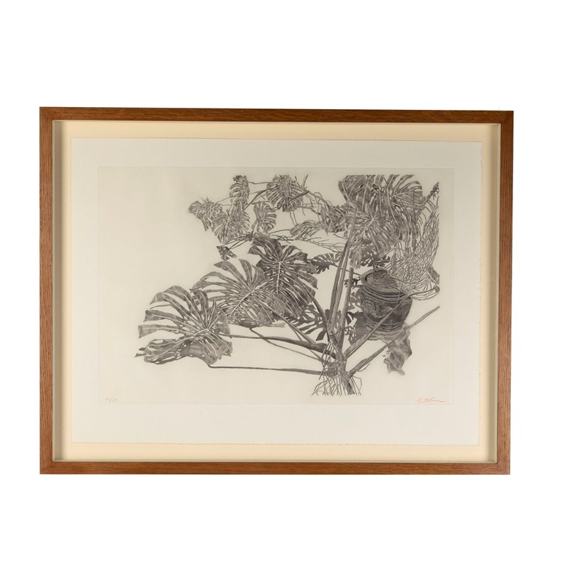 "Philodendron" Aquatint By Sam Szafran-lorfords-antiques-0-sam-szafran-philodendron-1626965657-279596--1--main-638153124503935608.jpeg