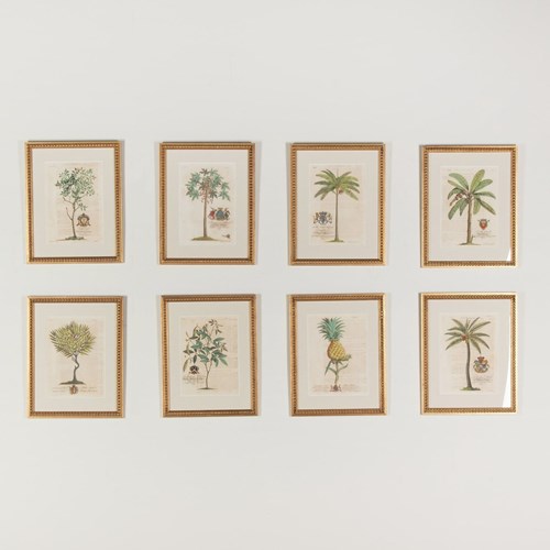 Set Of Eight 18Th Century Tropical Palm Tree And Plant Prints