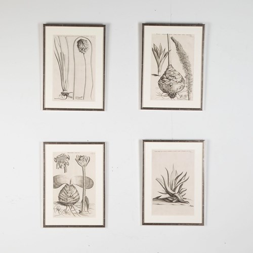 Set Of Four 17Th Century Botanical Engravings By Jan And Caspar Commelin