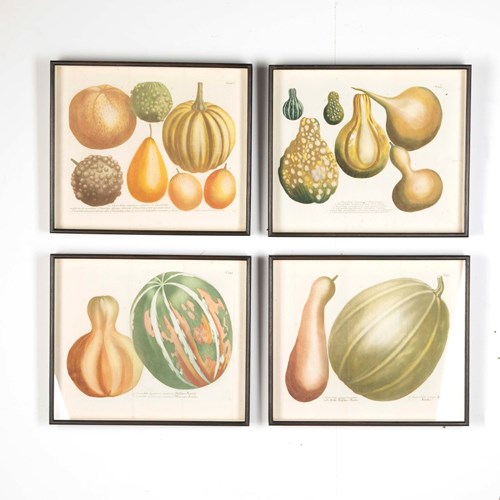 Set Of Four 18Th Century Engravings Of Pumpkins