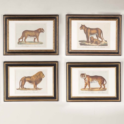 Set Of Four 19Th Century Zoological Hand Coloured Lithographs