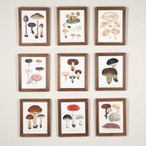 Set Of Nine 19Th Century French Roques Mushroom Engravings