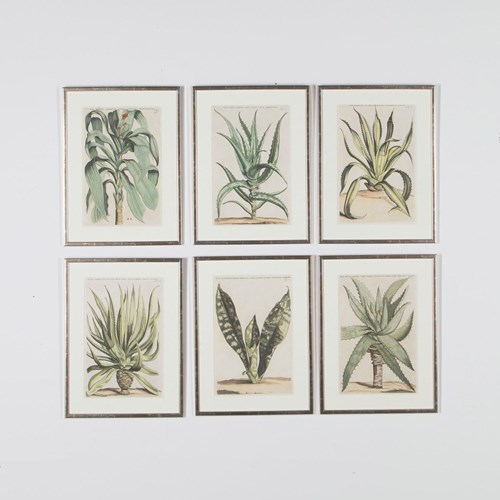 Set Of Six 17Th Century Aloe Engravings