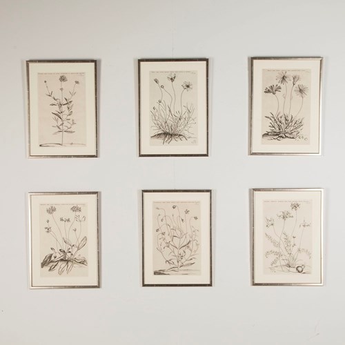 Set Of Six 17Th Century Botanical Engravings By Jan And Caspar Commelin
