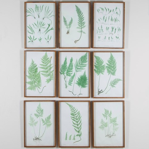 Set Of Six 19Th Century British Fern Prints