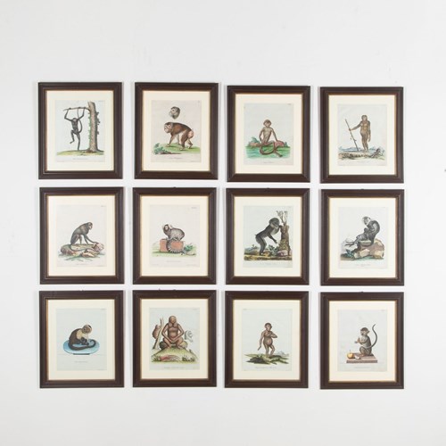 Set Of Twelve 18Th Century Zoological Engravings