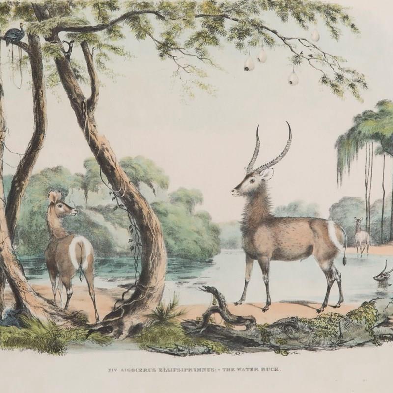 19Th Century African Wildlife Lithographs-lorfords-antiques-2-african-wildlife-lithographs-1659105576-544691-main-638153112354069208.jpeg