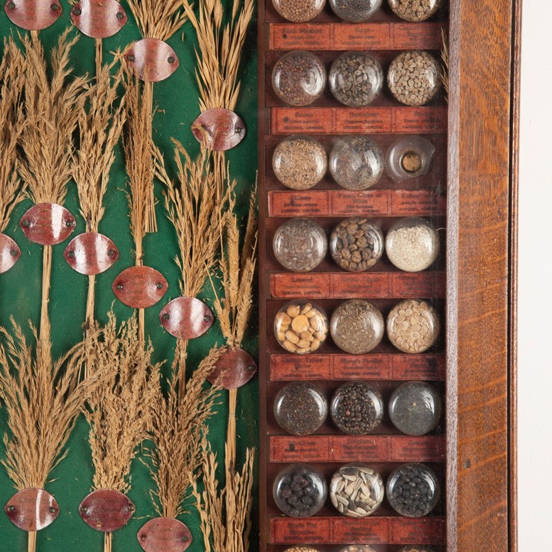19th Century Carter Tested Seed Wall Display-lorfords-antiques-2-carter-tested-seed-wall-display-1664974648-590260-main-638023304405421525.jpeg