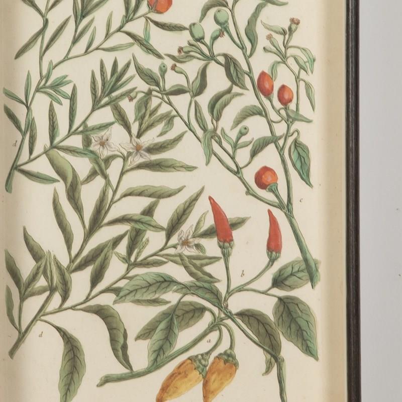 18Th Century Engravings Of Vegetables-lorfords-antiques-2-engravings-of-vegetables-1676641537-680891-main-638150149638187528.jpeg
