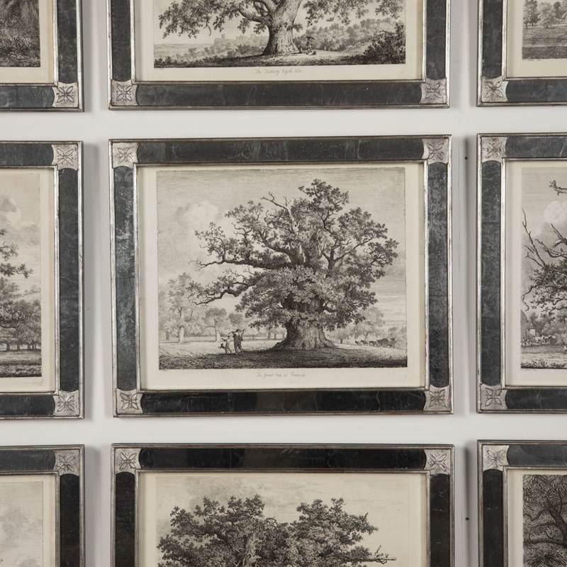 19Th Century Portraits Of British Trees-lorfords-antiques-2-portraits-of-british-trees-1677062934-685360-main-638150125151256274.jpeg
